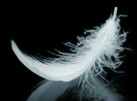 ダウンキャンペーンのお知らせ